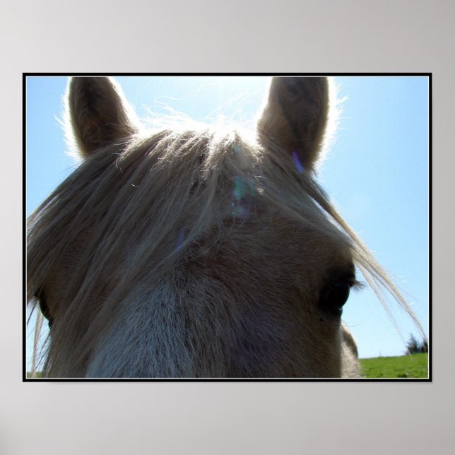 Poster Palomino (Devant)