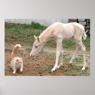 Poster Palomino Baby Horse et Barn Cat