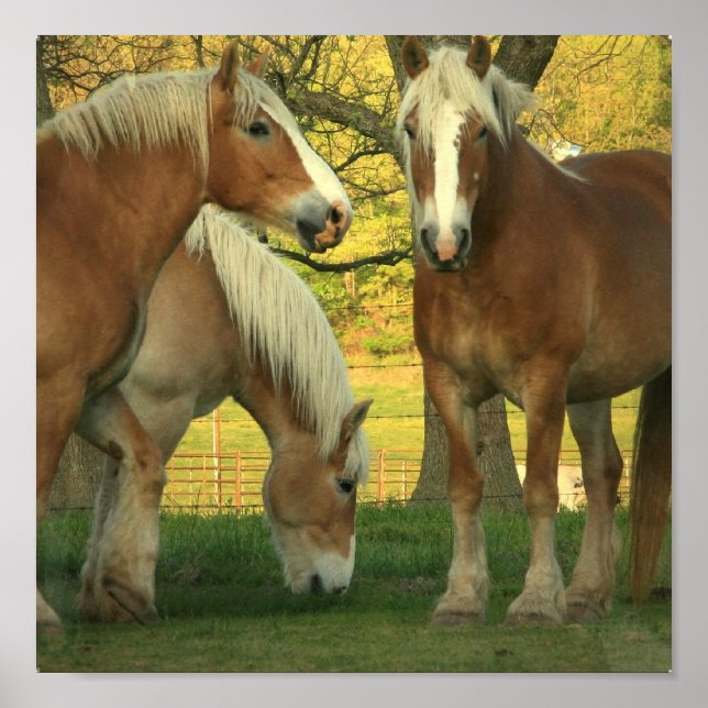 Poster Palomino Brouillon Chevaux (Devant)