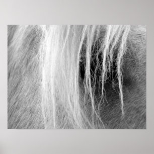 Poster Palomino en noir et blanc