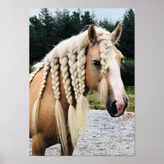 Poster Palomino gypsy vanner cheval