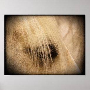 Poster Palomino Horse Face Grunge