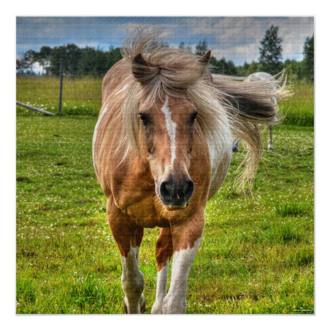 Poster Palomino Paint Horse & Field Photo (Devant)