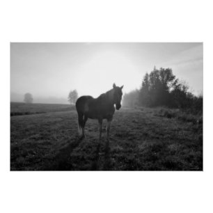 Poster Palomino Pinto Horse à Sunrise Equine B&W Photo