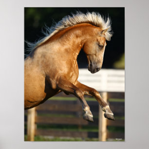 Poster Palomino Tennessee Walker Élevage de l'étalon