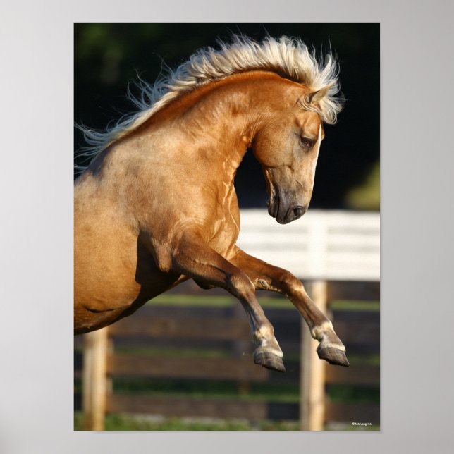 Poster Palomino Tennessee Walker Élevage de l'étalon (Devant)