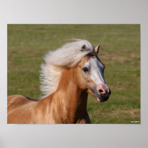 Poster Palomino Welsh Pony Headhot Mane Flow