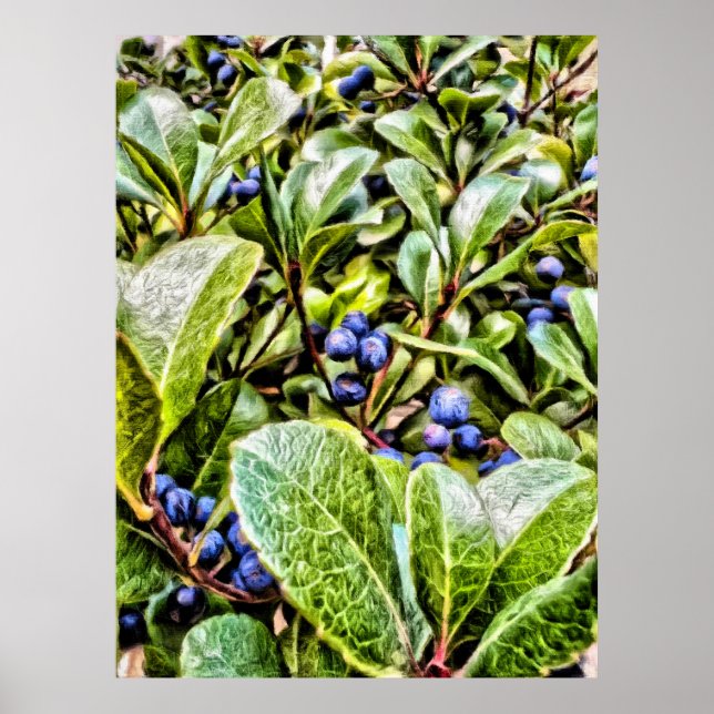 Poster Pamela Storch - Blueberry Bush Serenade (Devant)