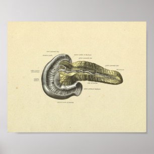 Poster Pancréas humains Anatomie interne Imprimer