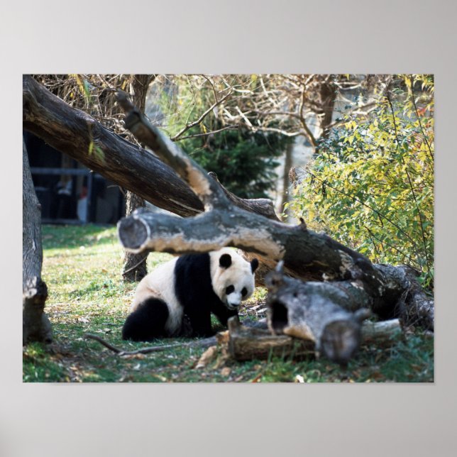 Poster Panda (Devant)