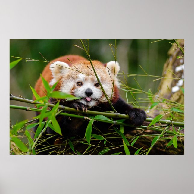 Poster Panda (Devant)