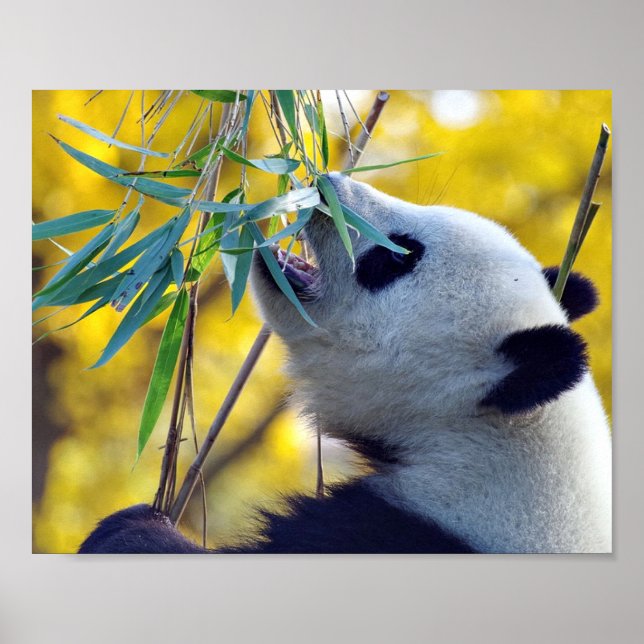 Poster Panda Bear mangeant du bambou (Devant)