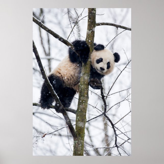 Poster Panda bébé dans l'arbre (Devant)