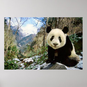 Poster Panda dans l'affiche de la montagne