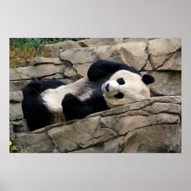 Poster panda endormi (Devant)