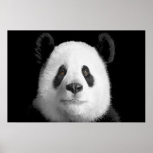 Poster Panda géant
