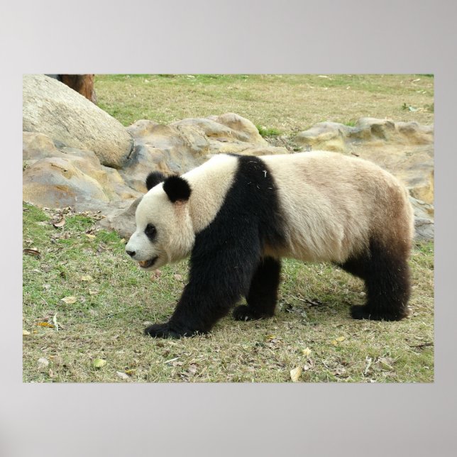Poster Panda géant (Devant)