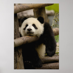 Poster Panda géant bébé Ailuropoda melanoleuca)