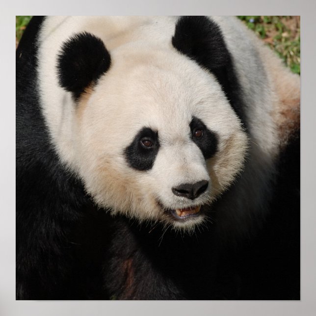 Poster Panda Géant Cute (Devant)