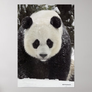 Poster Panda géant en neige