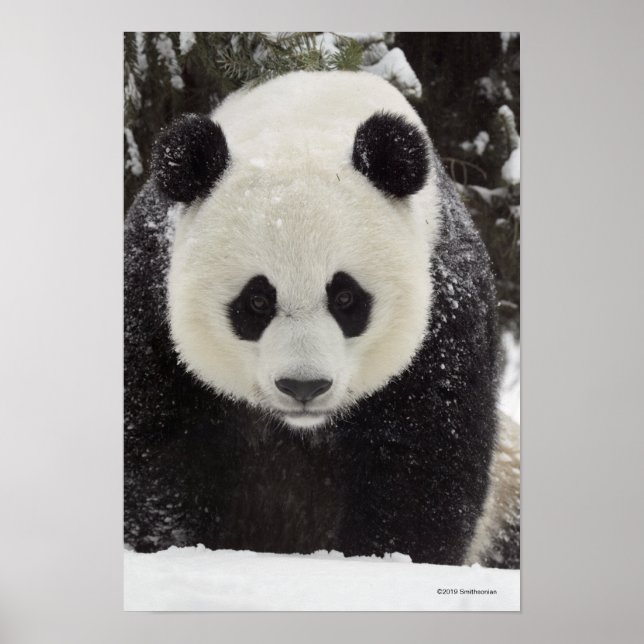Poster Panda géant en neige (Devant)