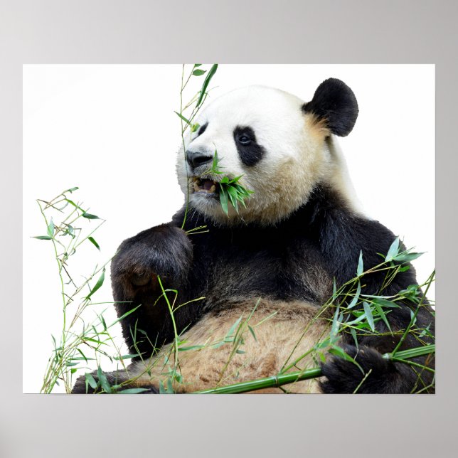 Poster Panda géant isolé mangeant du bambou (Devant)