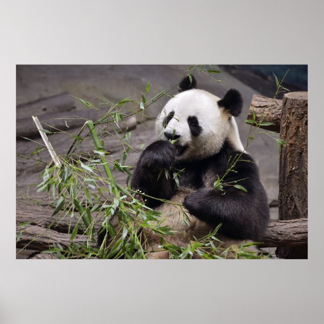 Poster Panda géant mangeant du bambou (Devant)