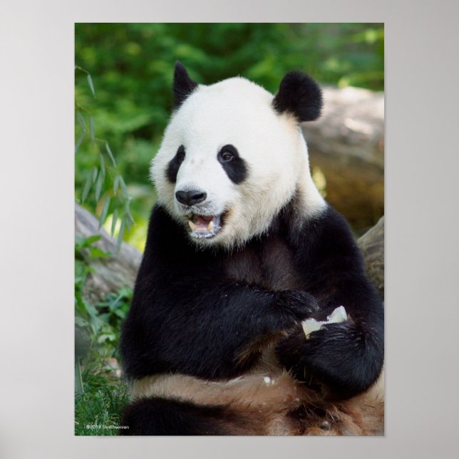 Poster Panda géant mangeant du bambou (Devant)