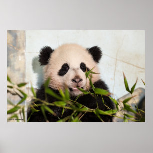 Poster Panda géant penché contre le mur
