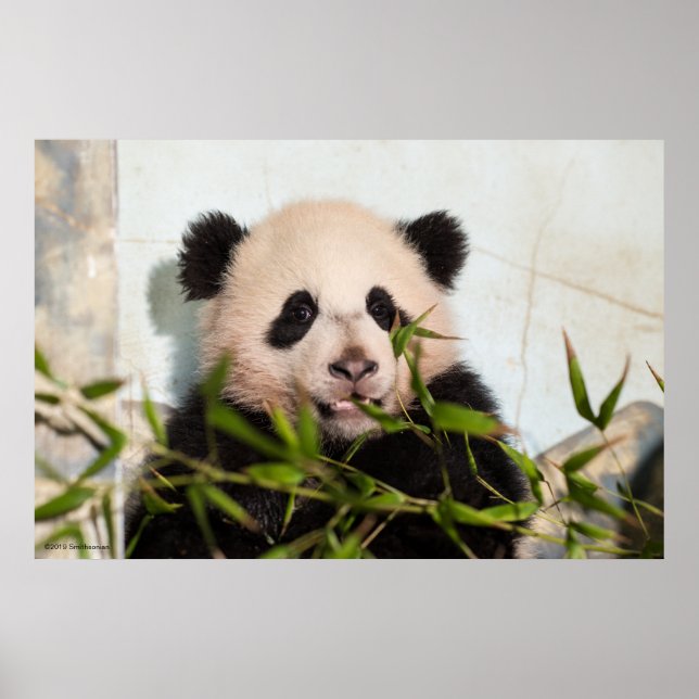 Poster Panda géant penché contre le mur (Devant)