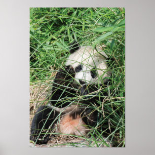 Poster Panda Géant Se Cache Dans L'Herbe