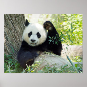 Poster Panda géant se reposant contre l'arbre