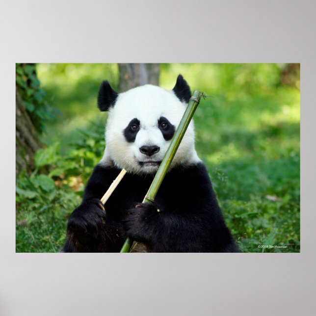 Poster Panda géant tenant du bambou (Devant)
