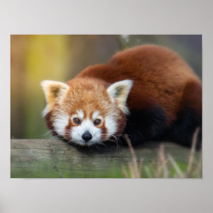 Poster Panda rouge