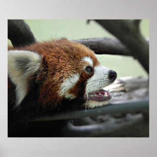 Poster Panda rouge