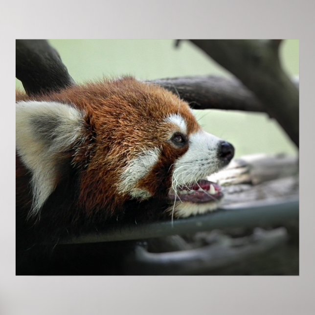 Poster Panda rouge (Devant)
