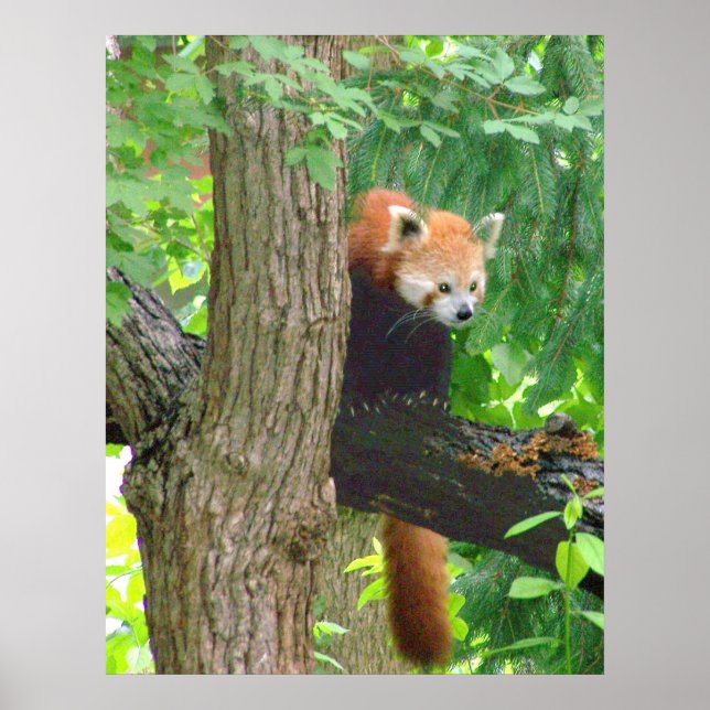 Poster Panda rouge (Devant)