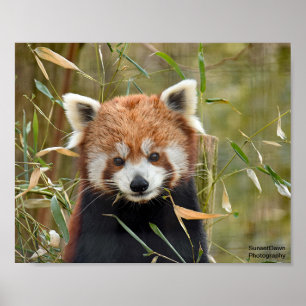 Poster Panda rouge