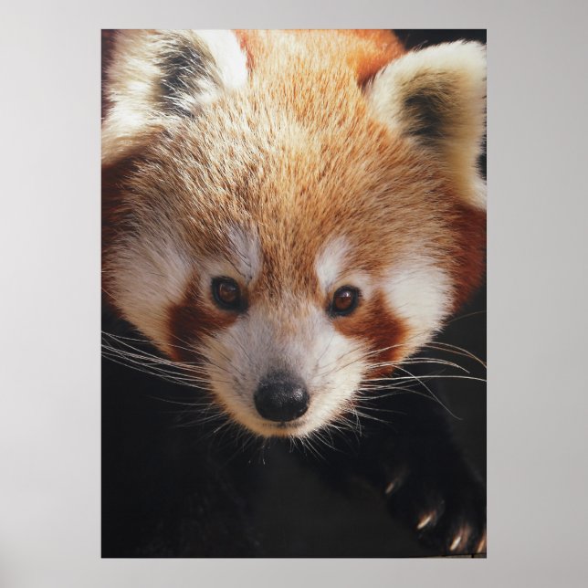 Poster panda rouge (Devant)