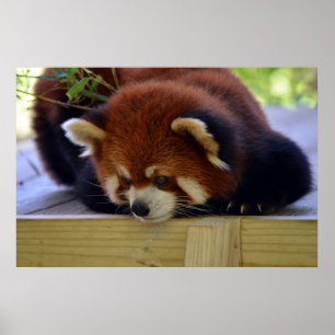Poster Panda rouge