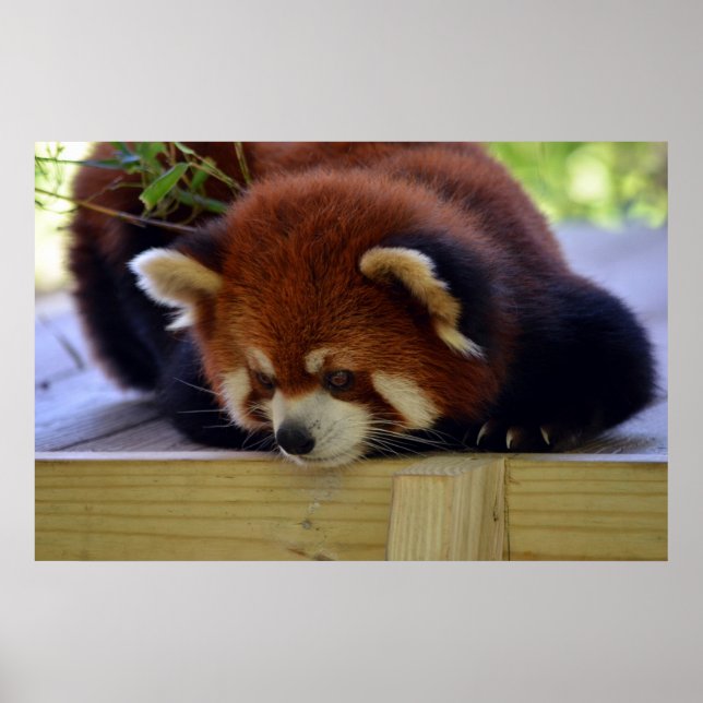 Poster Panda rouge (Devant)