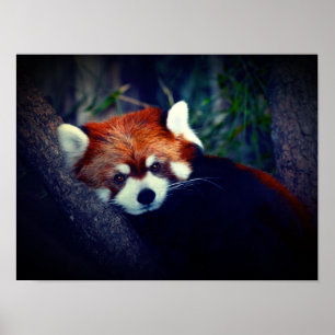 Poster Panda rouge