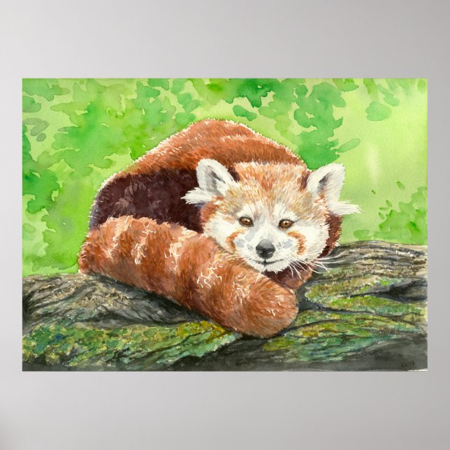 Poster Panda rouge (Devant)