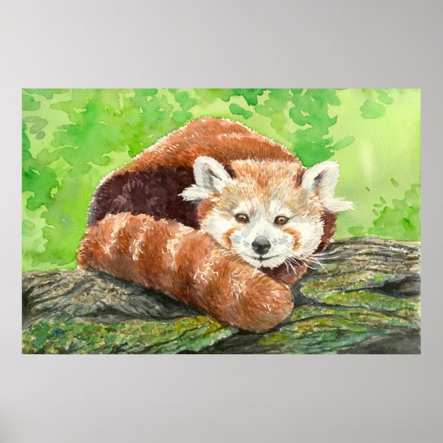 Poster Panda rouge (Devant)