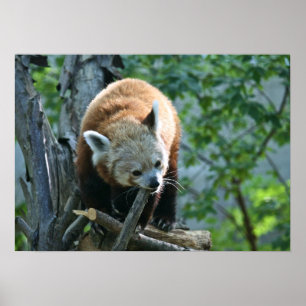 Poster Panda rouge