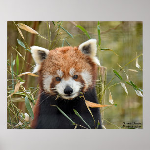 Poster Panda rouge