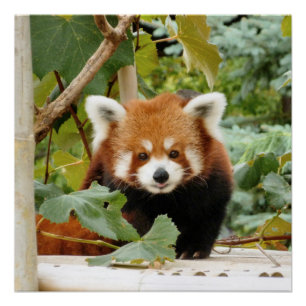 Poster Panda rouge