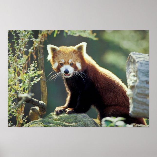 Poster Panda rouge Ailurus fulgens) (Devant)