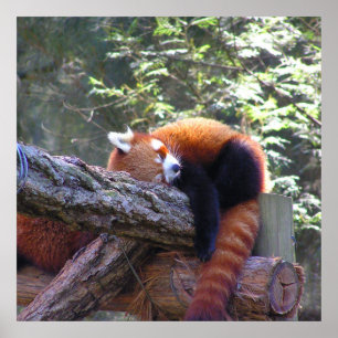 Poster Panda rouge dormant