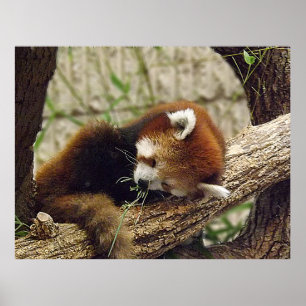 Poster Panda rouge dormant mignon avec nourriture dans sa
